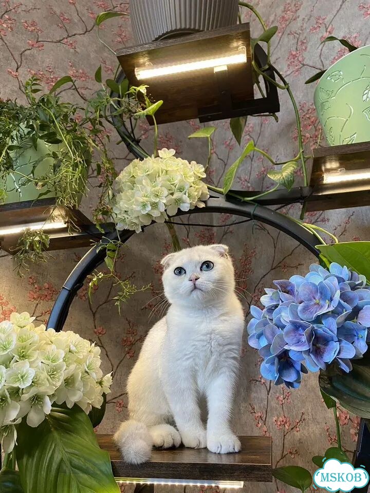 Шотландский вислоухий короткошёрстный котёнок фото 2