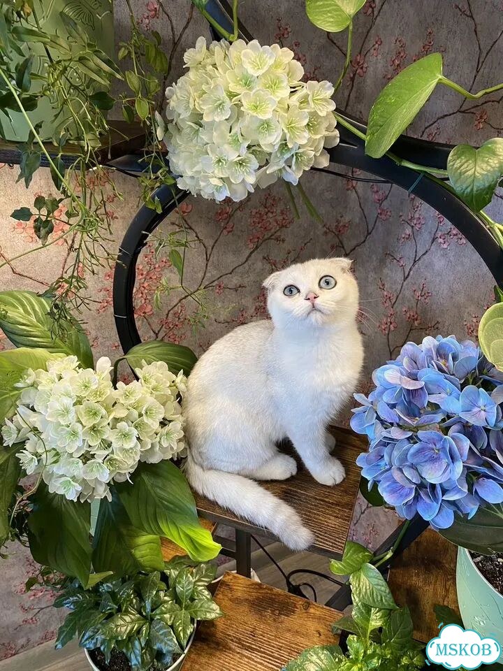Шотландский вислоухий короткошёрстный котёнок фото 3