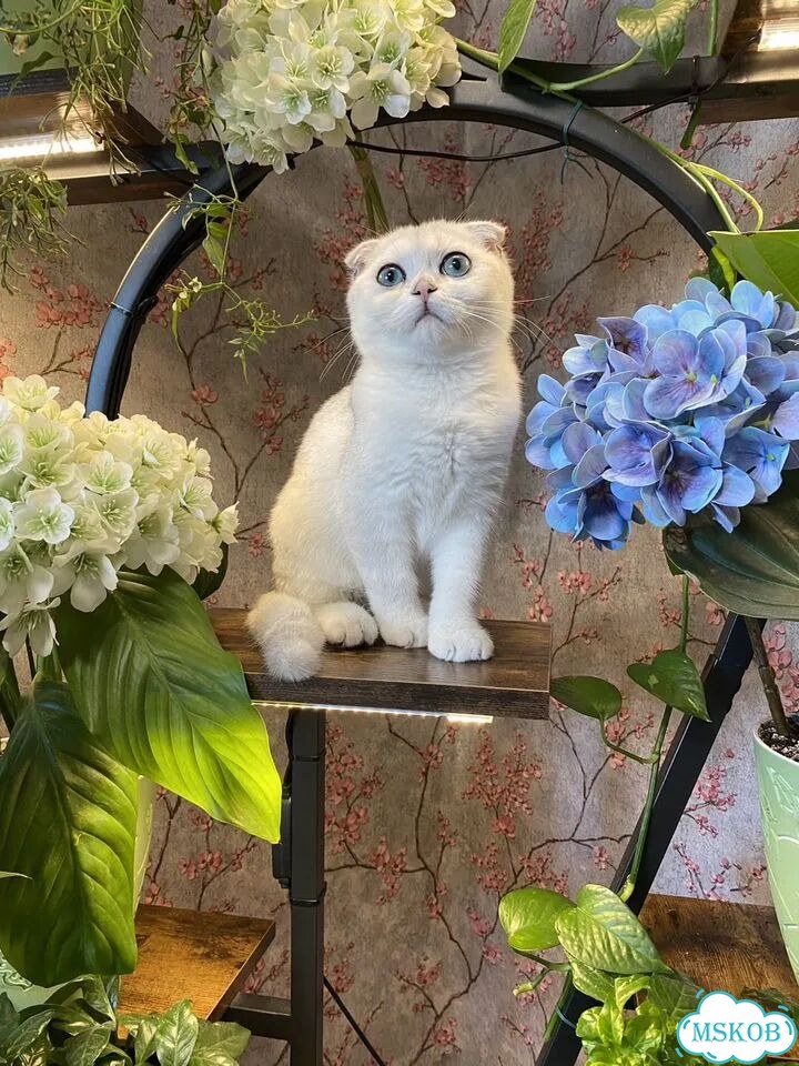 Шотландский вислоухий короткошёрстный котёнок фото 4