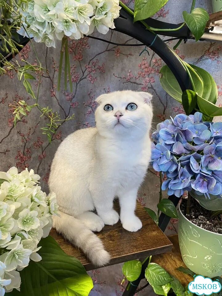 Шотландский вислоухий короткошёрстный котёнок фото 5