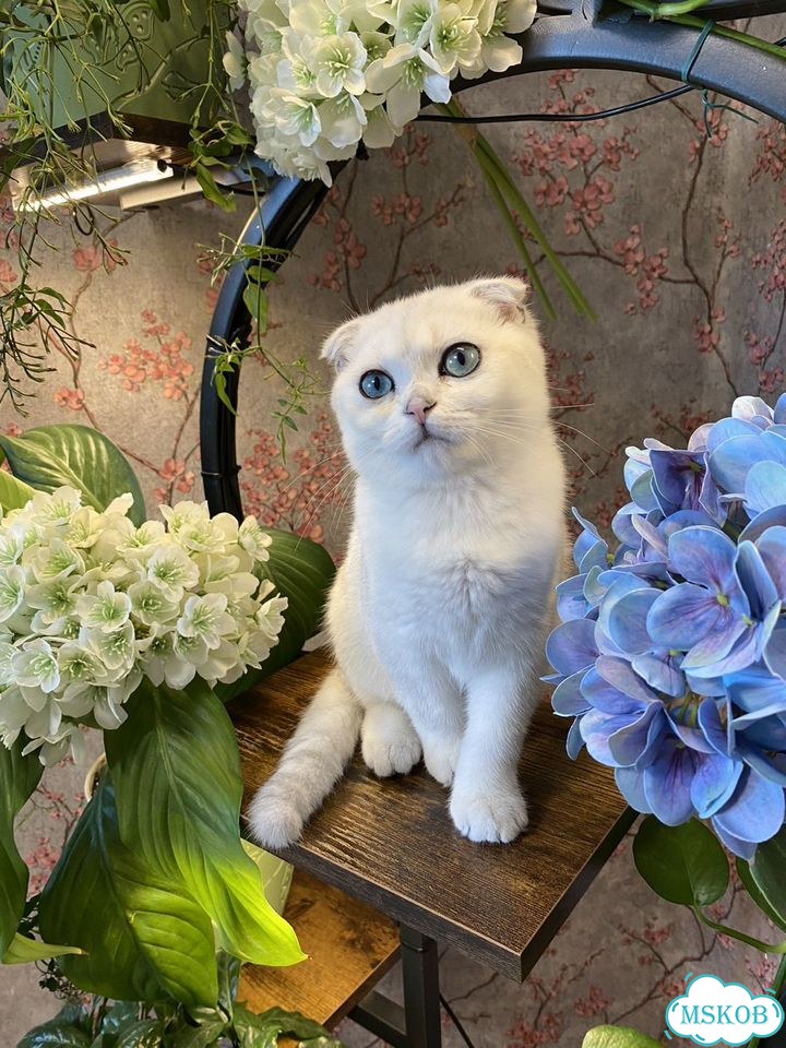 Шотландский вислоухий короткошёрстный котёнок фото 6