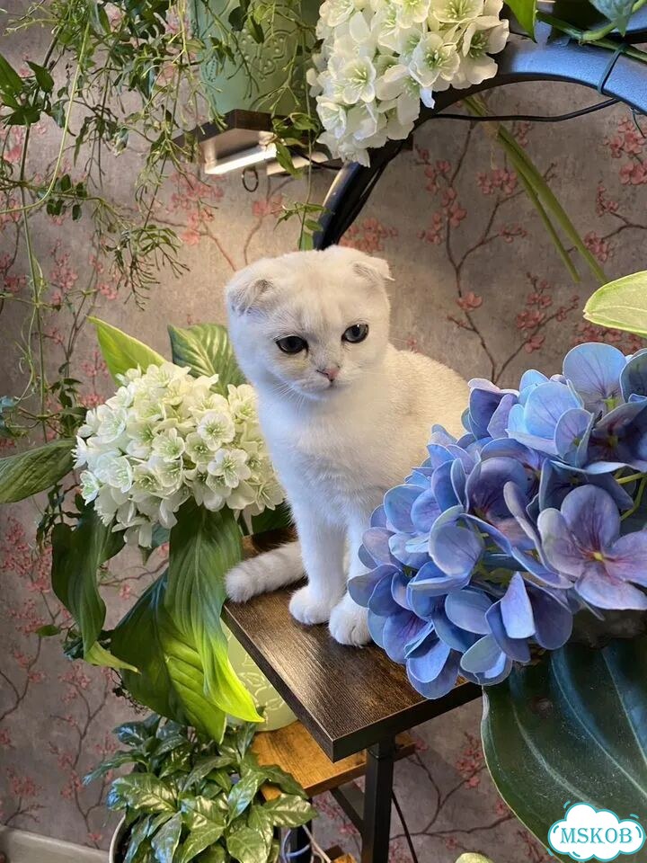 Шотландский вислоухий короткошёрстный котёнок фото 7