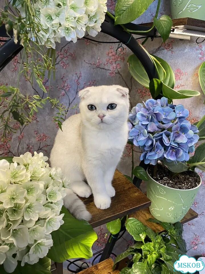 Шотландский вислоухий короткошёрстный котёнок фото 8