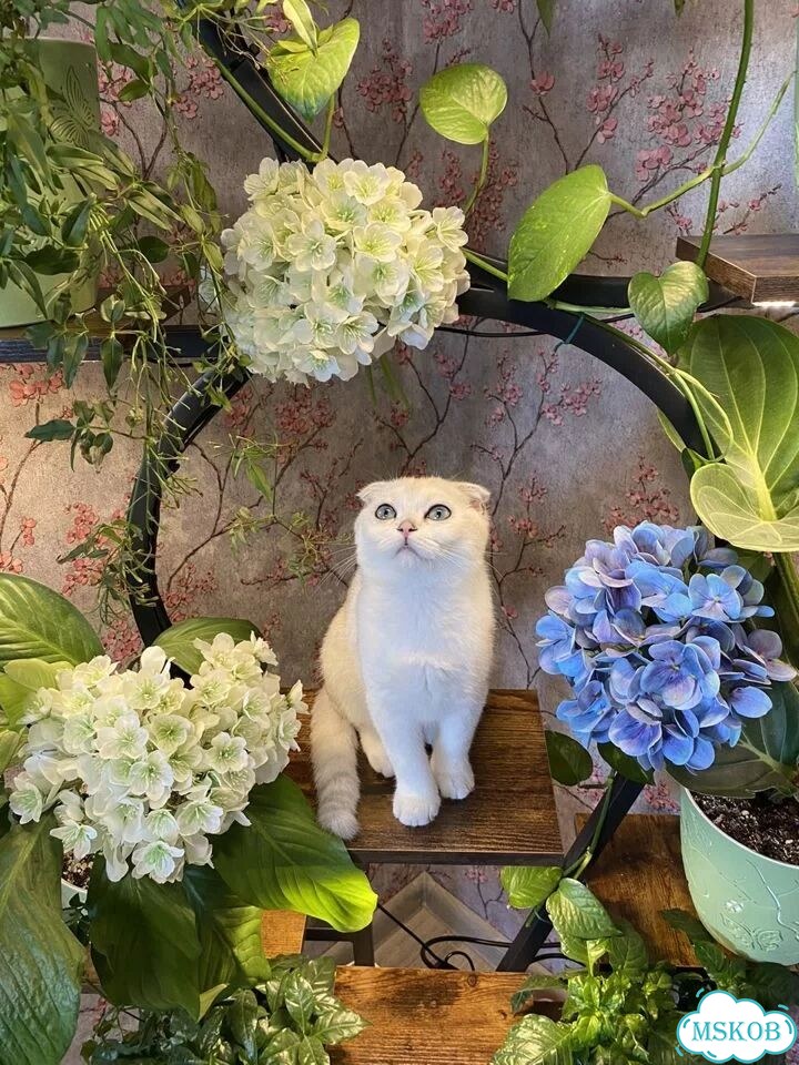 Шотландский вислоухий короткошёрстный котёнок фото 9