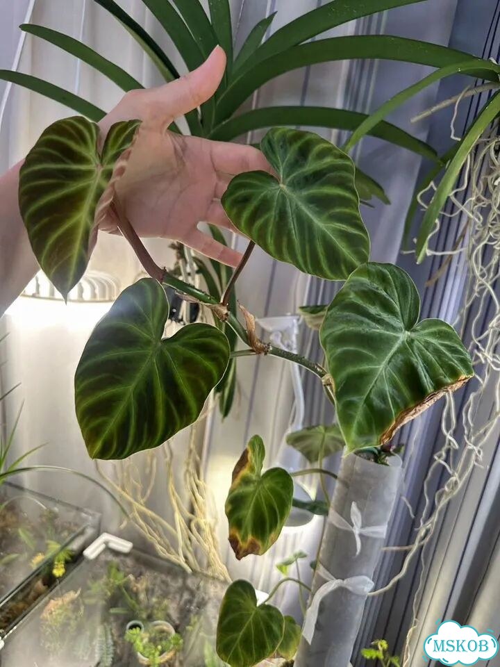 Филодендрон verrucosum фото 1