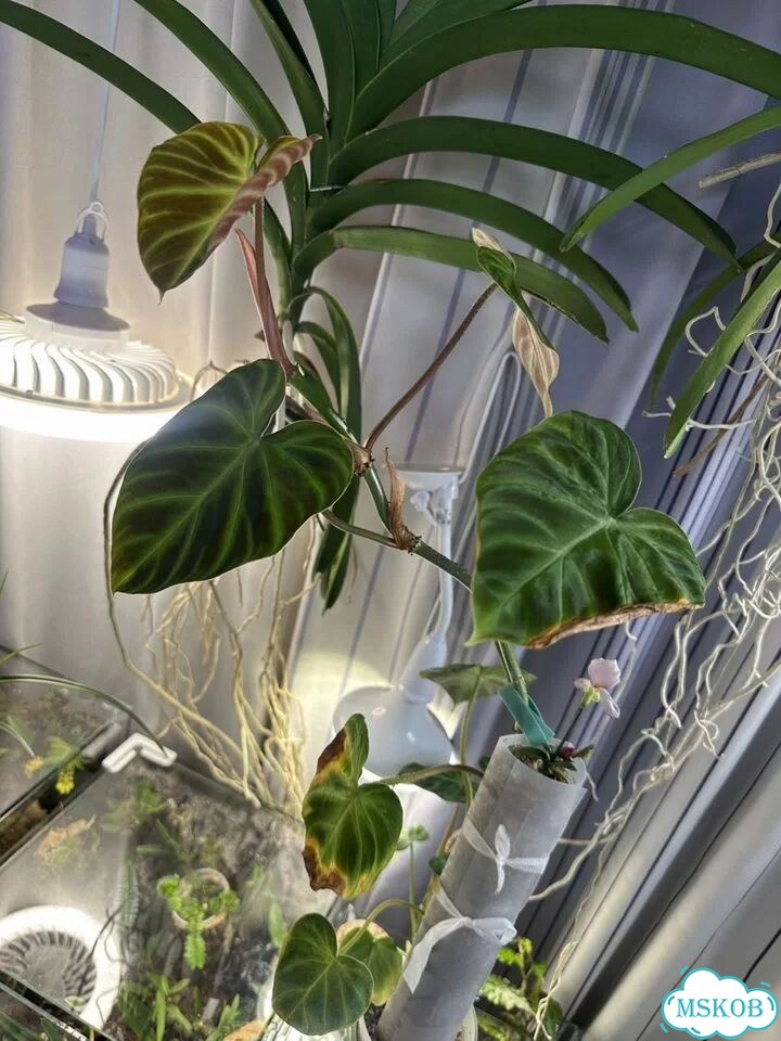 Филодендрон verrucosum фото 2