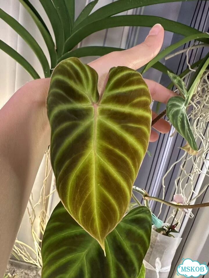 Филодендрон verrucosum фото 3