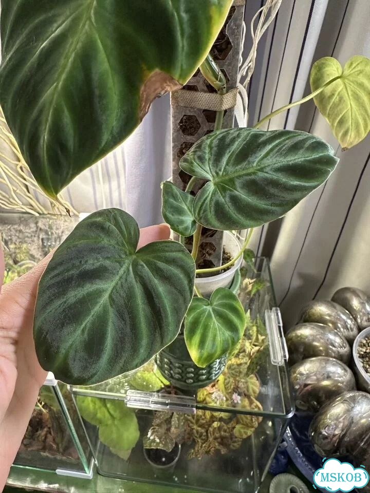 Филодендрон verrucosum фото 5
