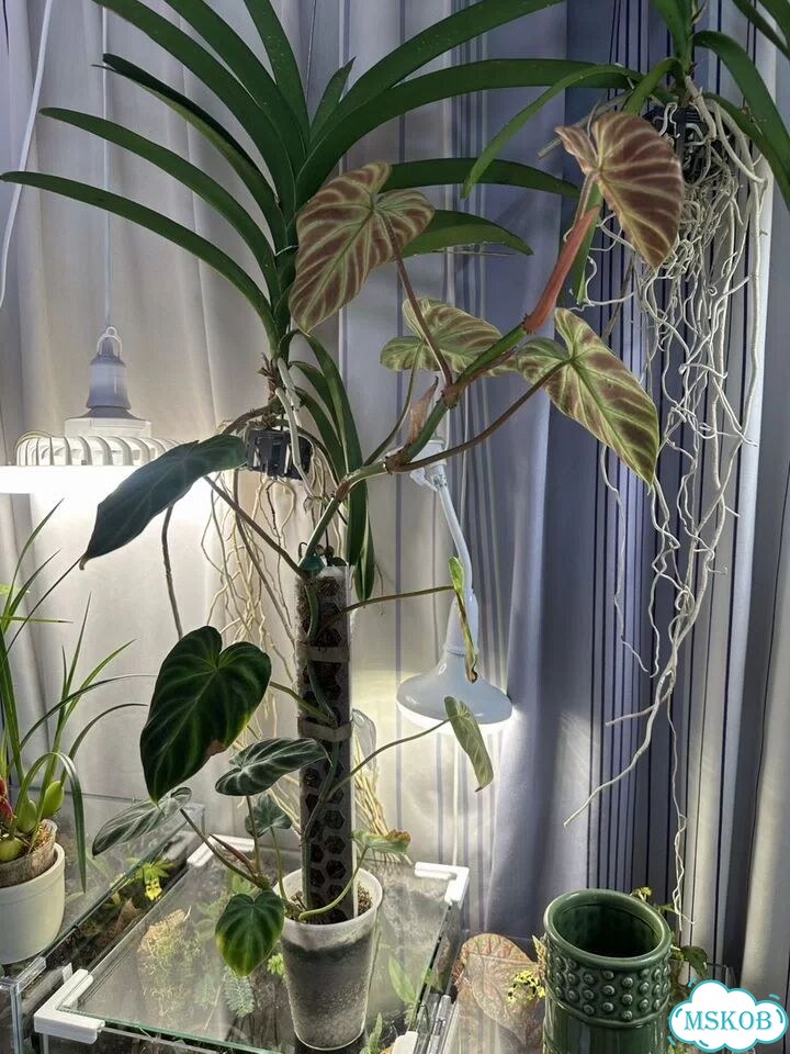 Филодендрон verrucosum фото 6