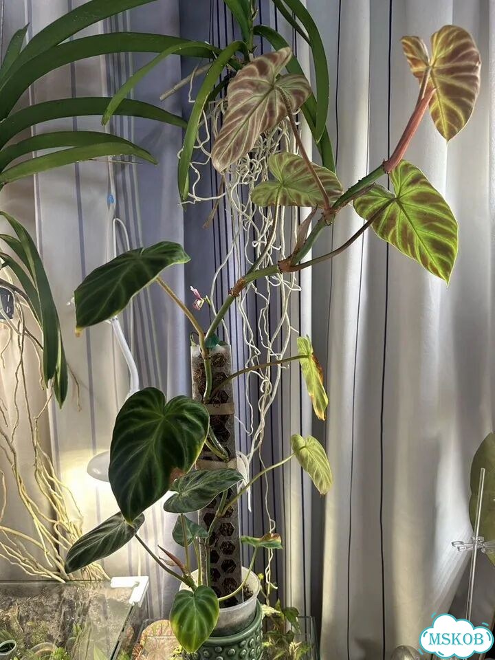 Филодендрон verrucosum фото 7