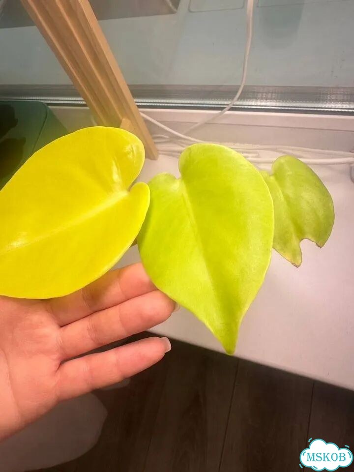 Монстера Лемон Лайм Лимон Monstera Lemon Lime фото 2