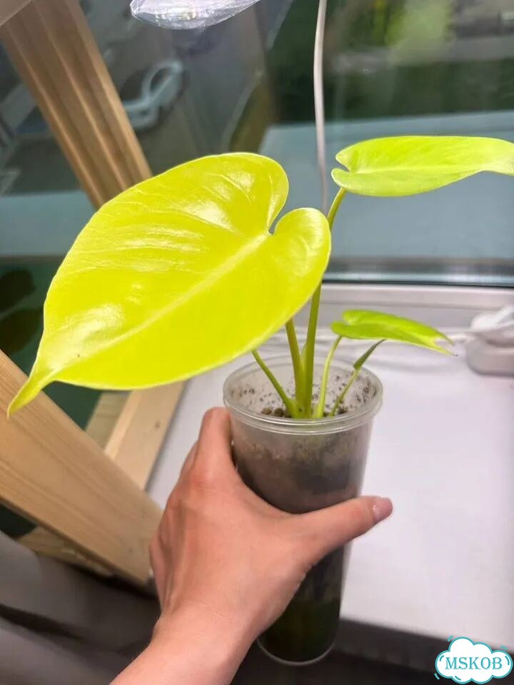 Монстера Лемон Лайм Лимон Monstera Lemon Lime фото 3