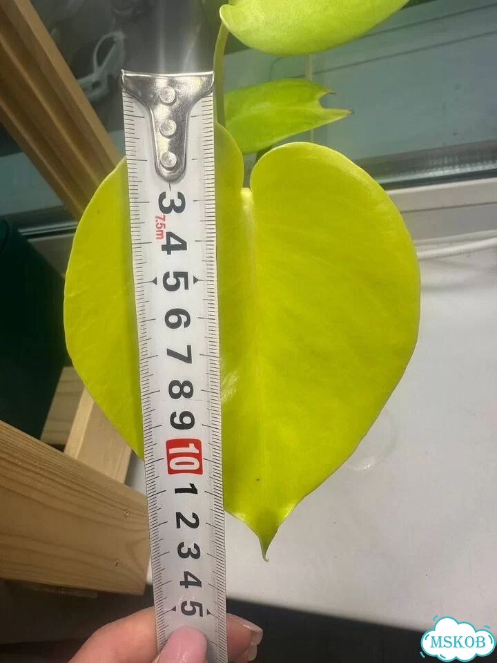 Монстера Лемон Лайм Лимон Monstera Lemon Lime фото 4