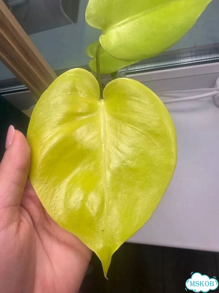 Монстера Лемон Лайм Лимон Monstera Lemon Lime фото 5