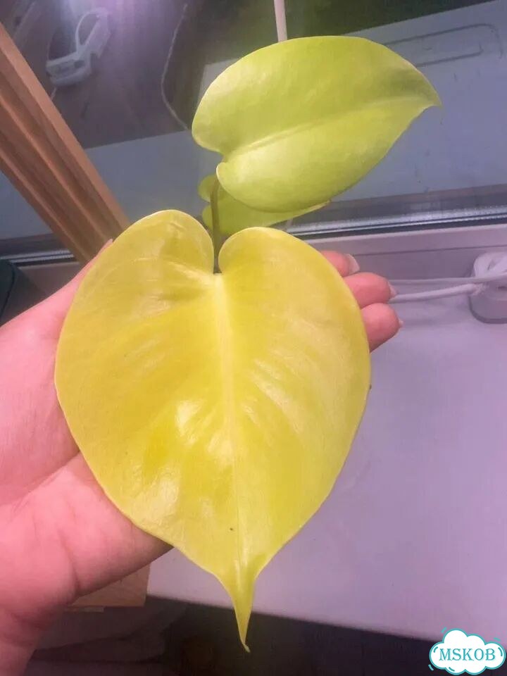Монстера Лемон Лайм Лимон Monstera Lemon Lime фото 6