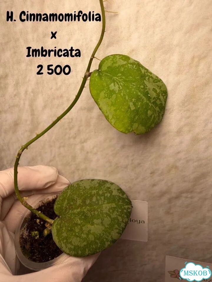 Хойи укорененные ч.3 фото 2