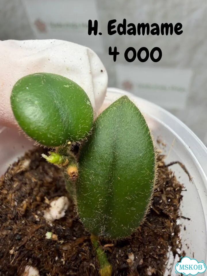 Хойи укорененные ч.3 фото 4