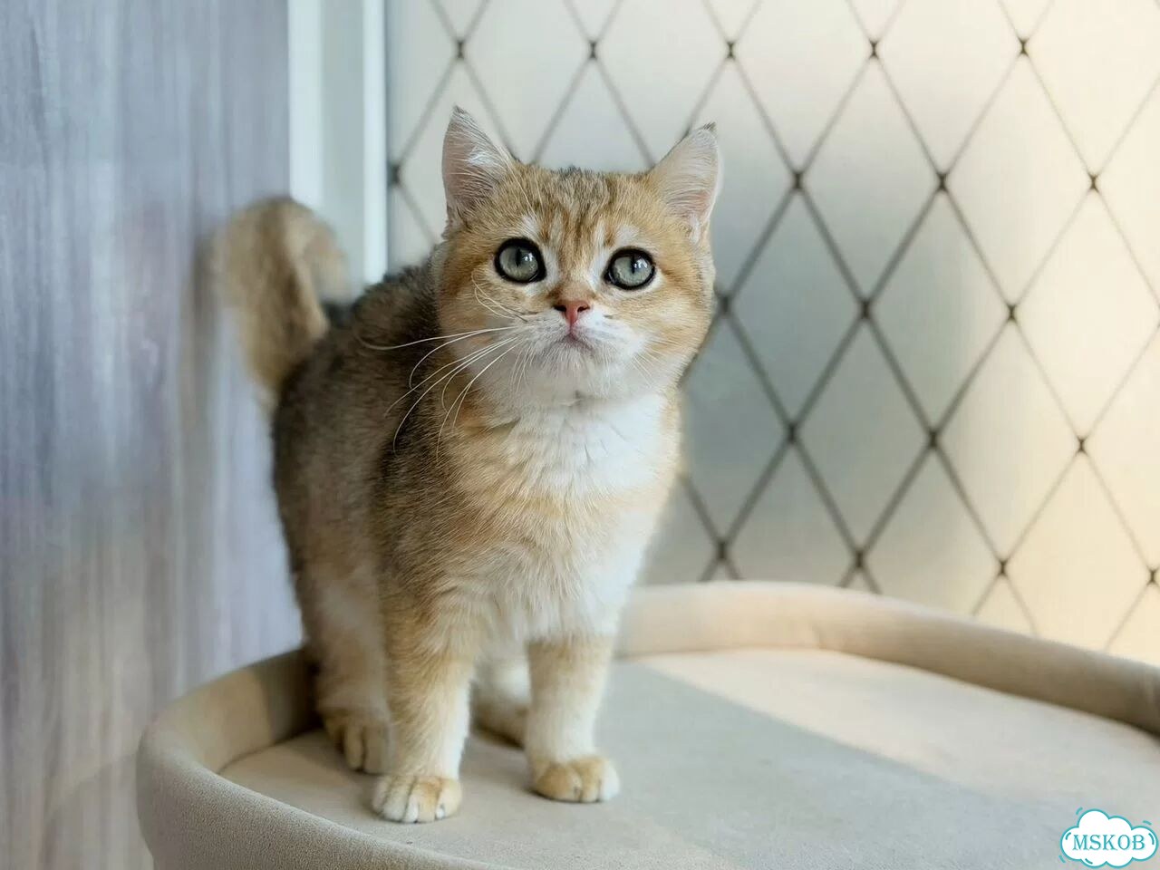 Британский короткошёрстный котёнок фото 1