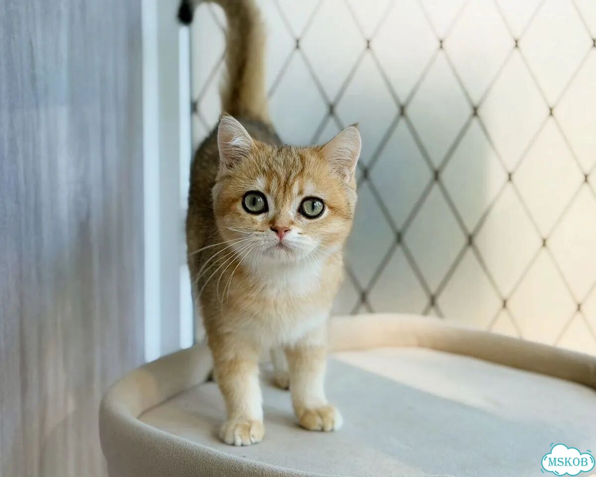 Британский короткошёрстный котёнок фото 2