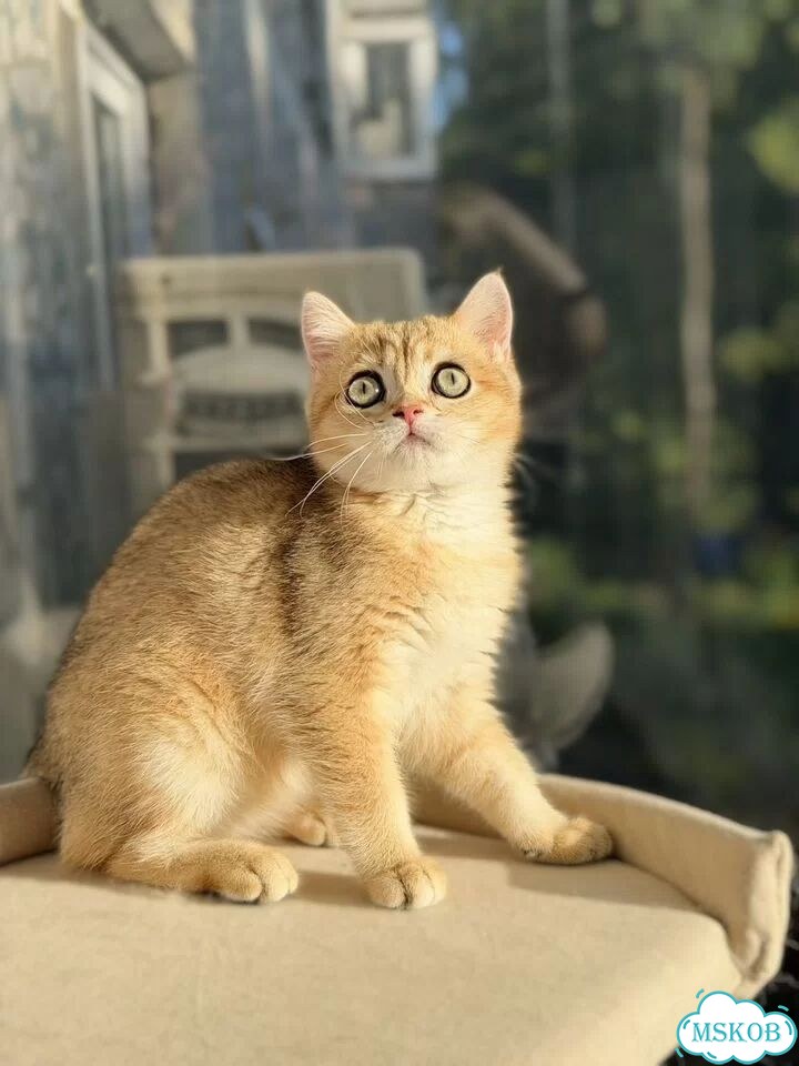 Британский короткошёрстный котёнок фото 3