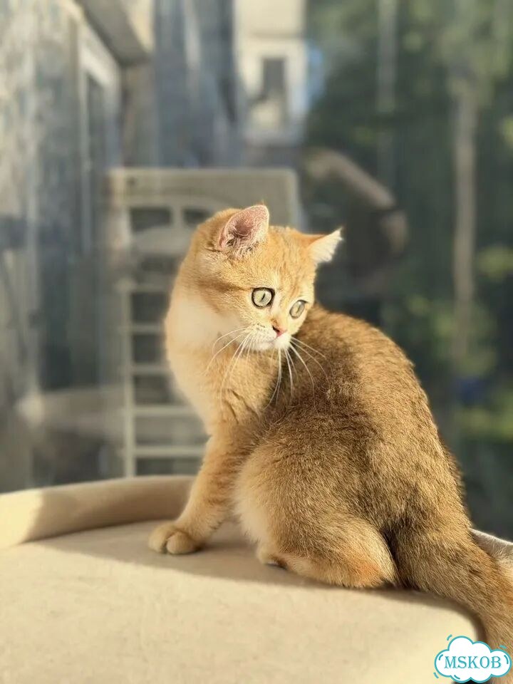 Британский короткошёрстный котёнок фото 4