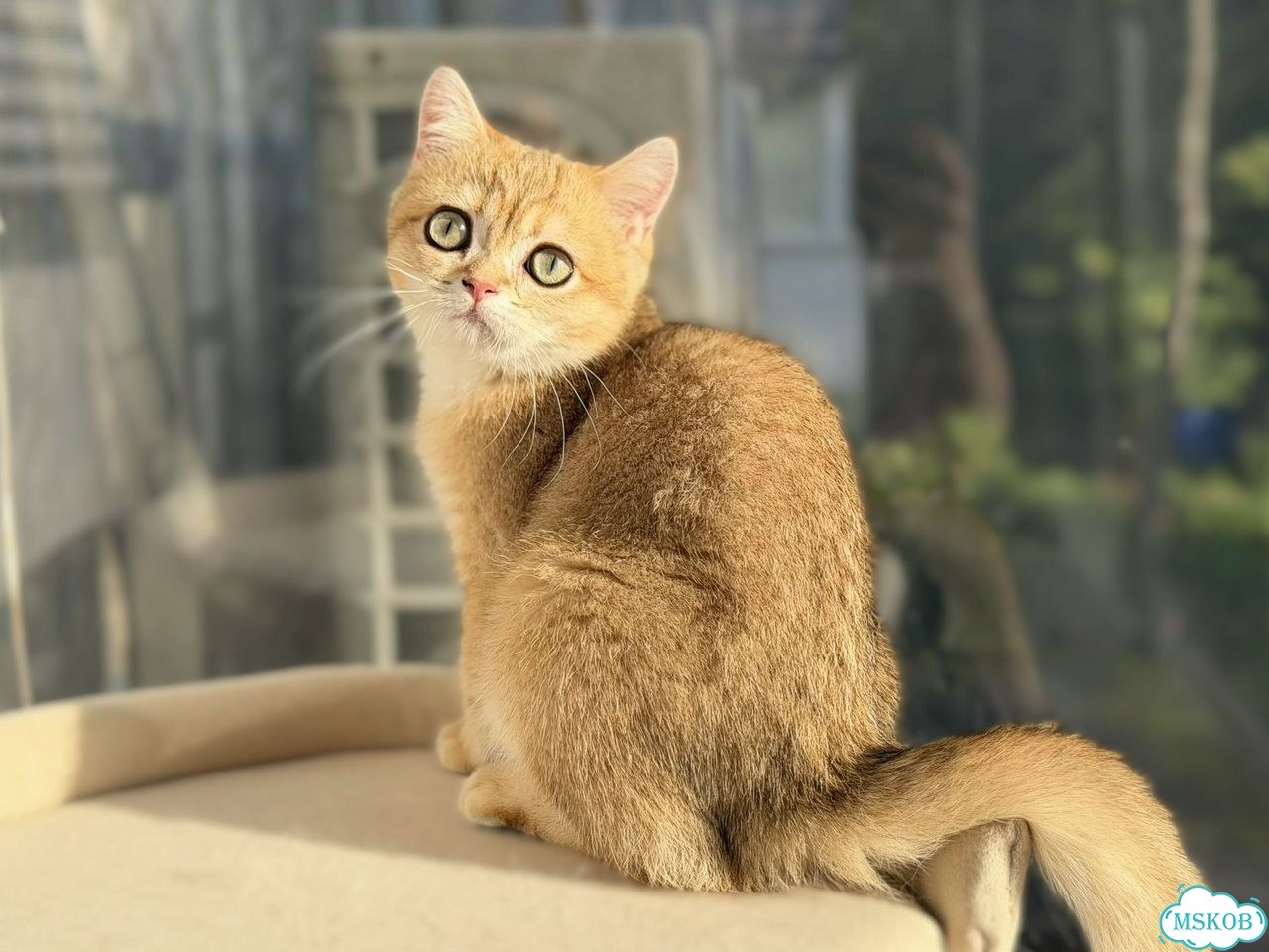Британский короткошёрстный котёнок фото 5