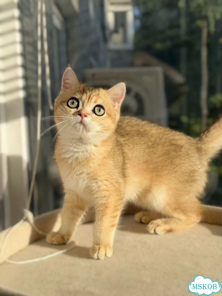 Британский короткошёрстный котёнок фото 6