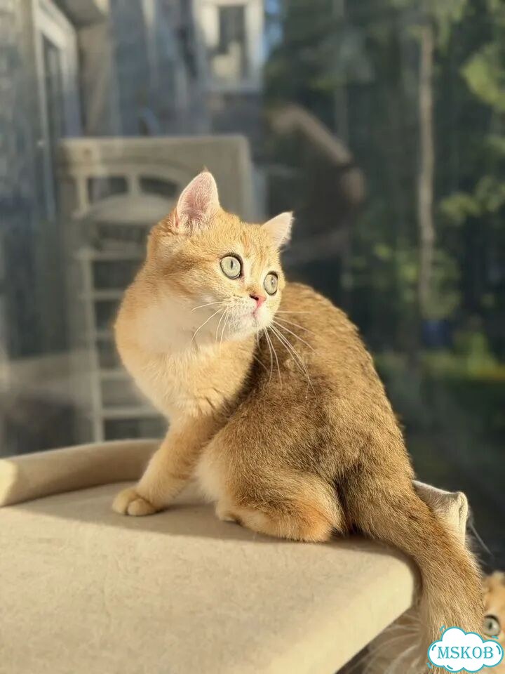 Британский короткошёрстный котёнок фото 7