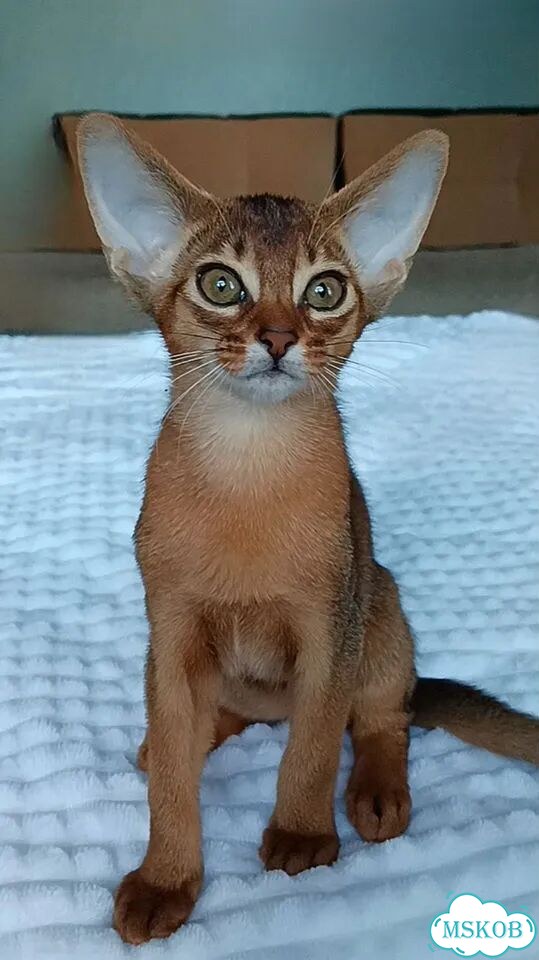 Абиссинский котёнок фото 3