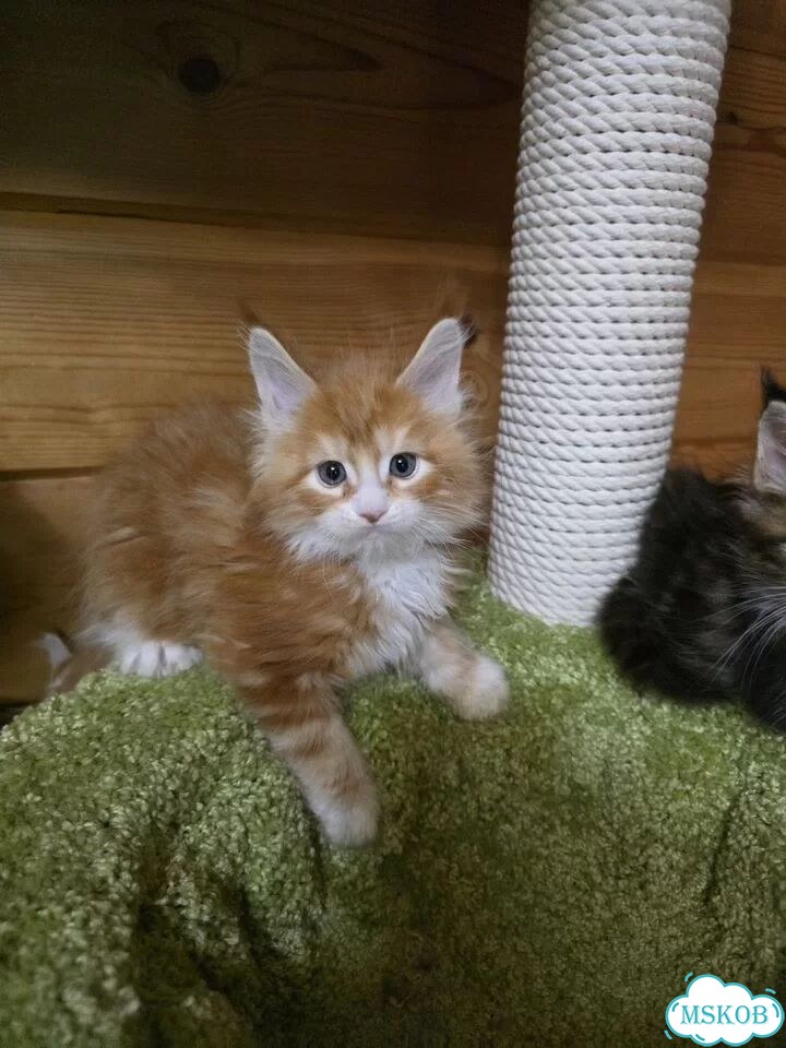 Мейн-кун котёнок фото 2