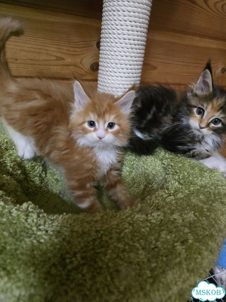 Мейн-кун котёнок фото 3