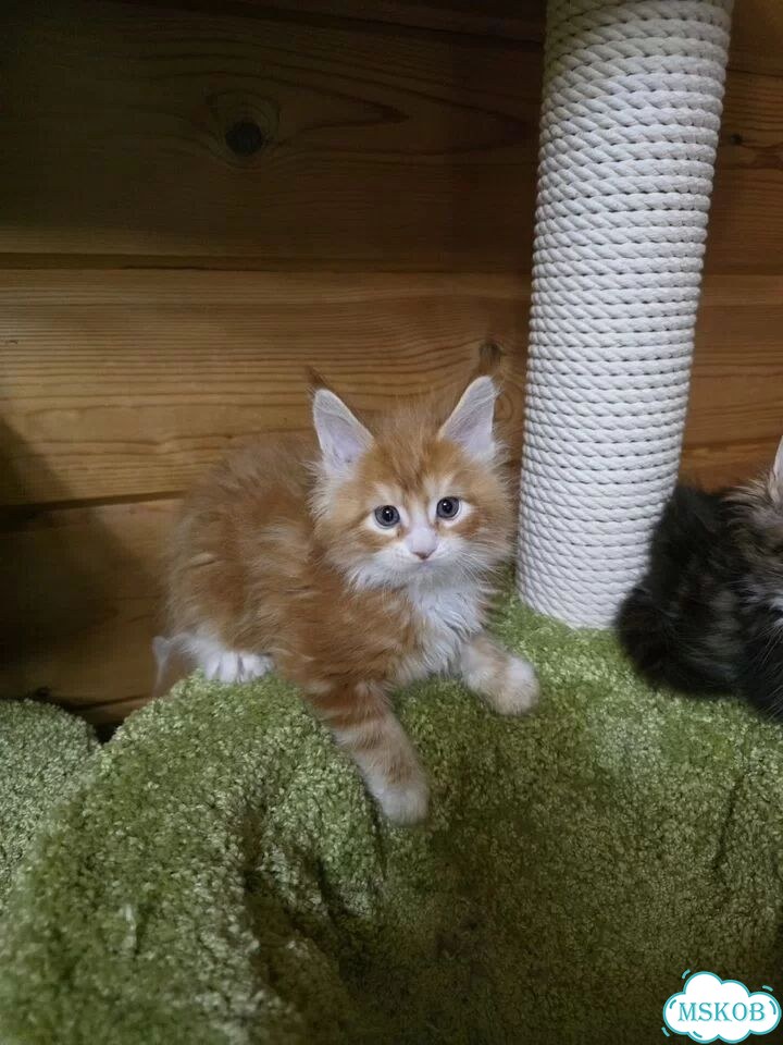 Мейн-кун котёнок фото 5