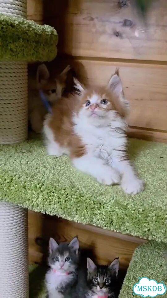 Мейн-кун котёнок фото 1