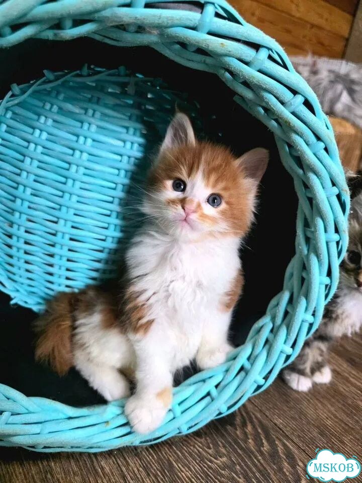 Мейн-кун котёнок фото 2