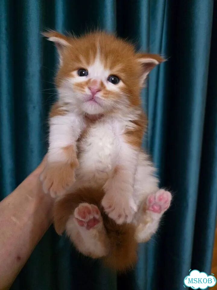 Мейн-кун котёнок фото 3