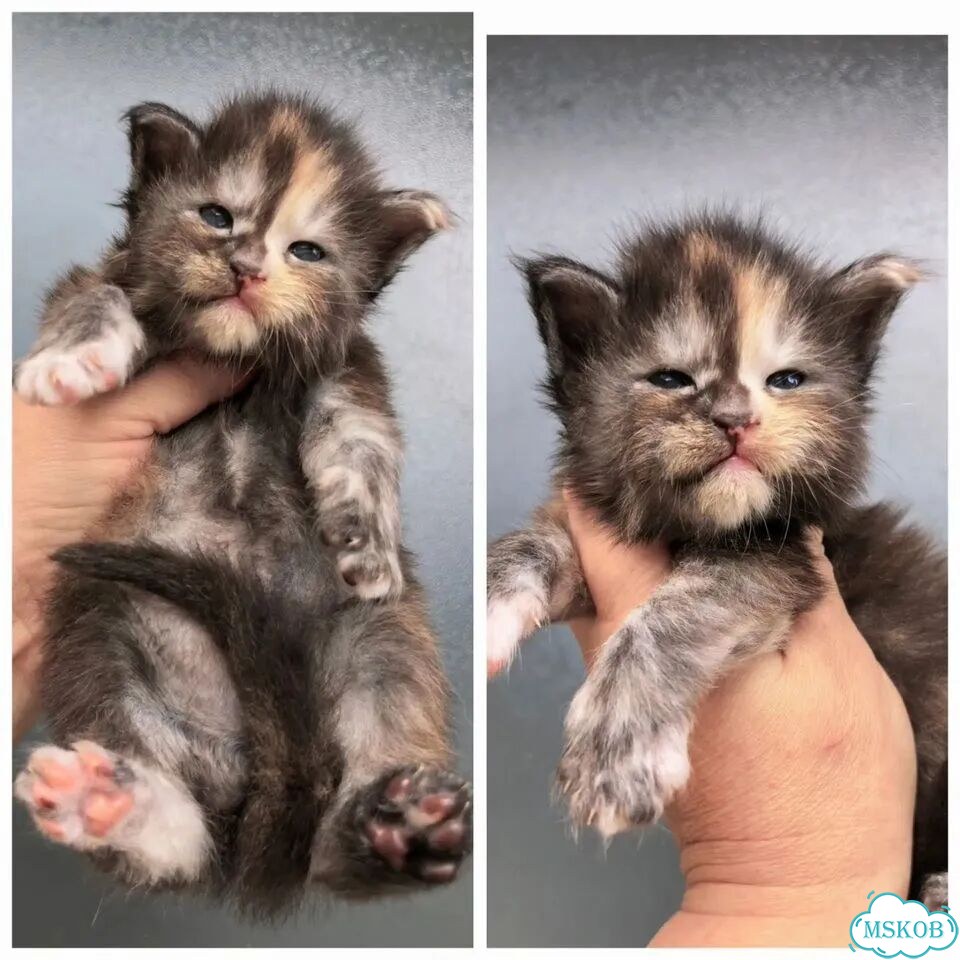 Мейн-кун котёнок фото 1