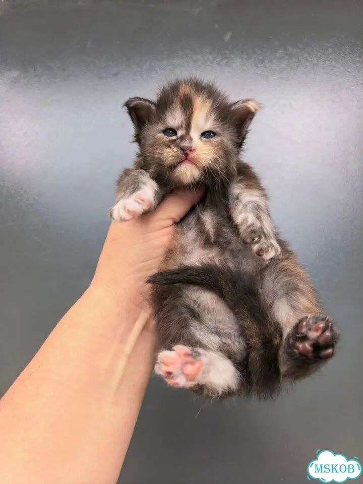 Мейн-кун котёнок фото 2