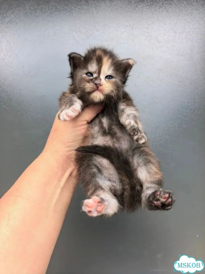 Мейн-кун котёнок фото 4