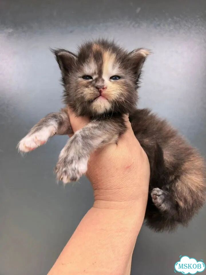 Мейн-кун котёнок фото 6