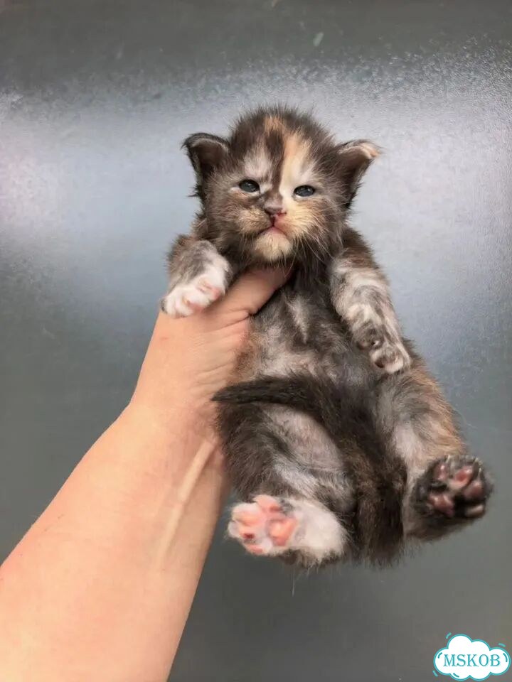 Мейн-кун котёнок фото 7