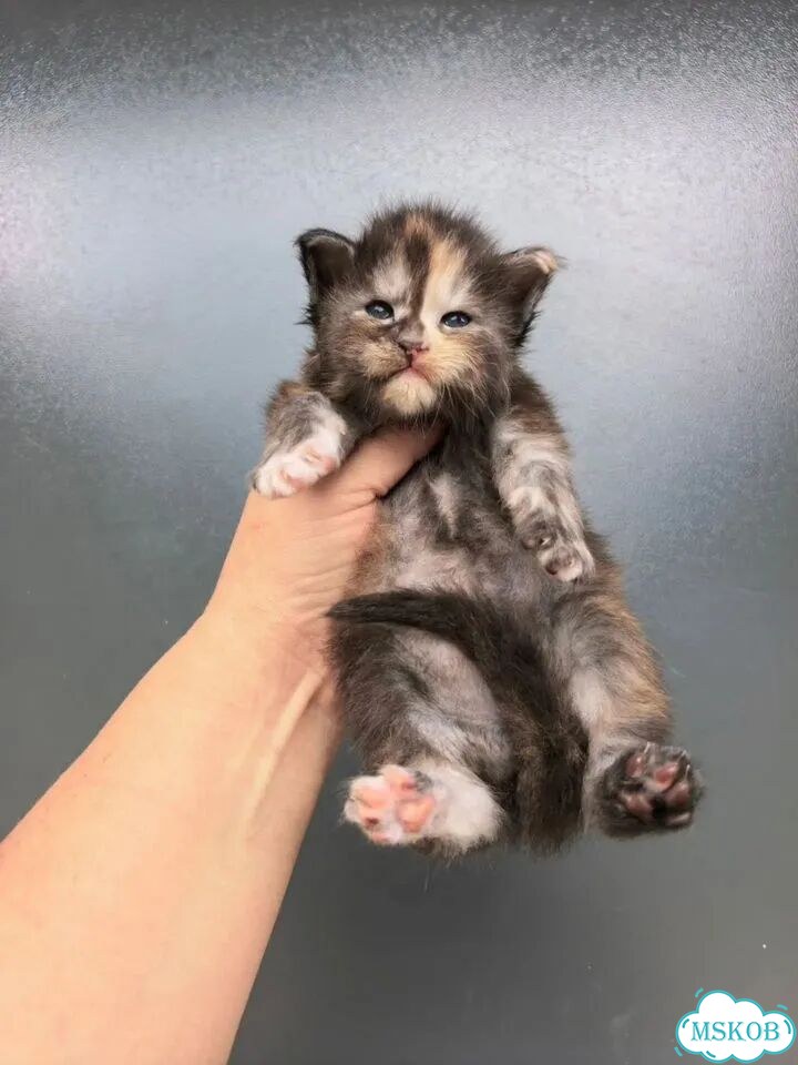 Мейн-кун котёнок фото 8
