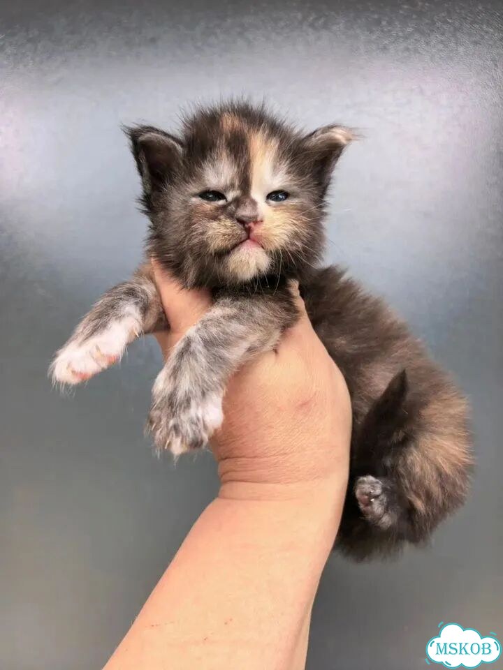 Мейн-кун котёнок фото 9