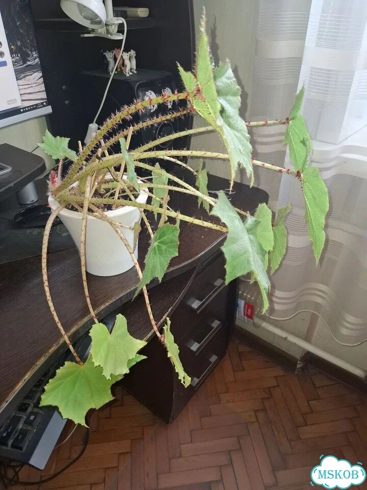 Бегония 2 куста фото 1