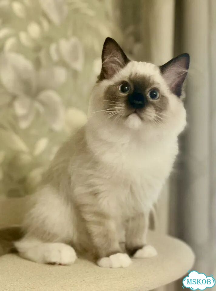 Рэгдолл котёнок фото 1