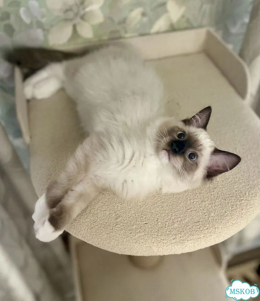 Рэгдолл котёнок фото 2