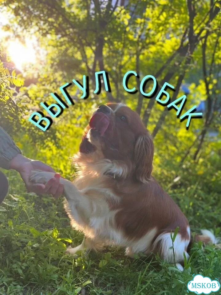 Выгул собак фото 1