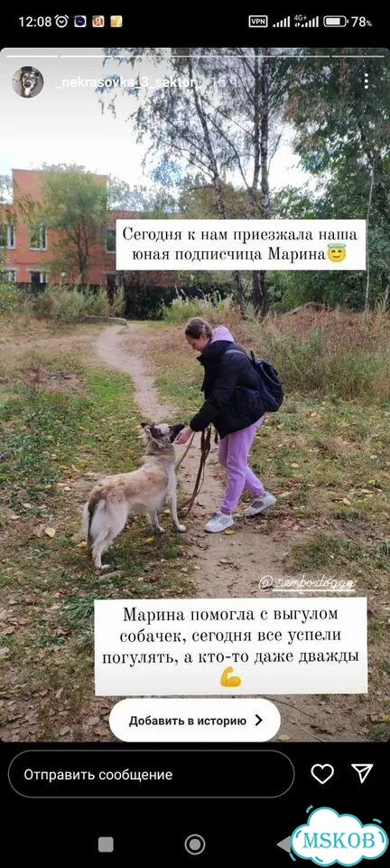 Выгул собак фото 3