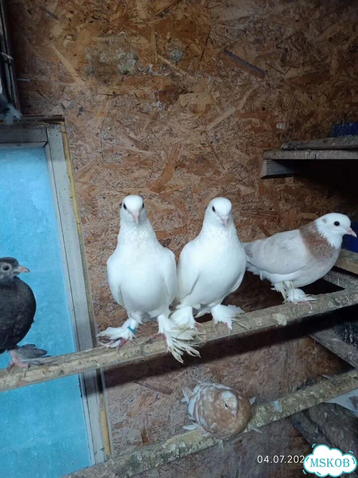 Продажа голубей фото 1
