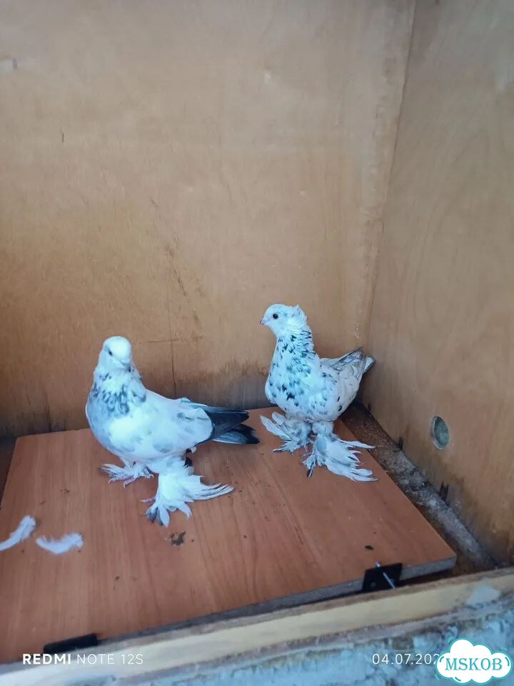 Продажа голубей фото 9