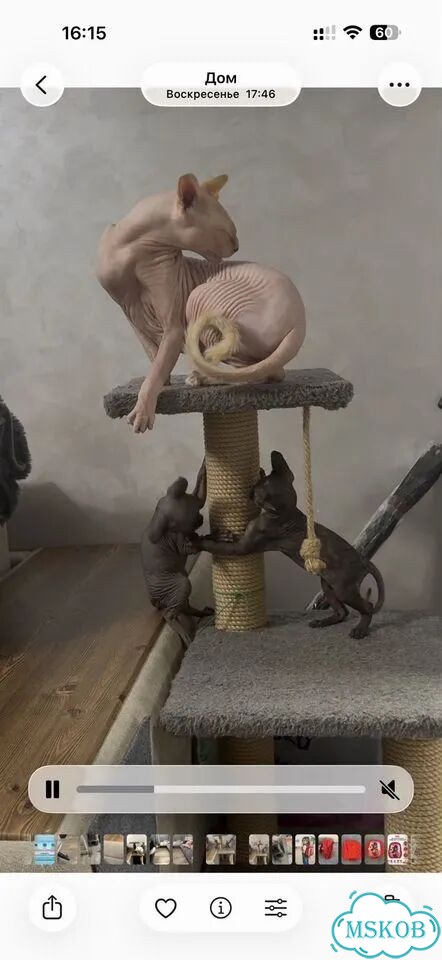 Канадский сфинкс, кот вязка фото 3